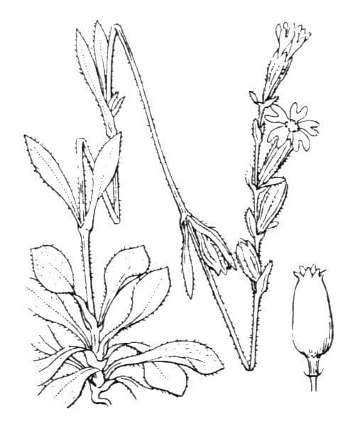 Mediterranean catchfly 27