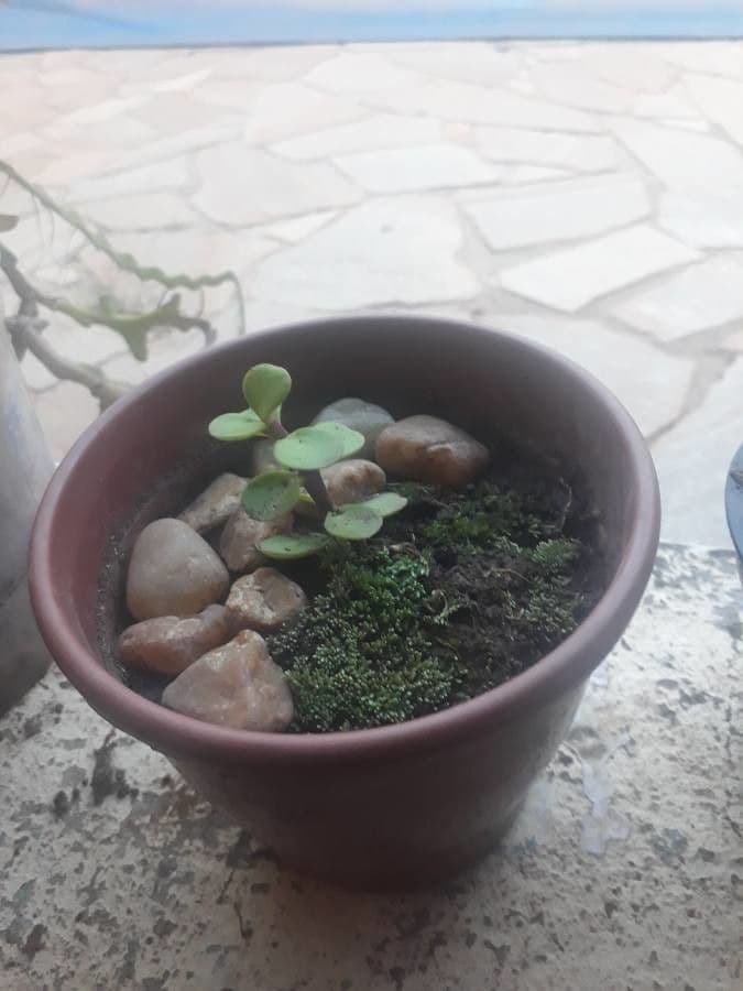 Portulacaria afra 3