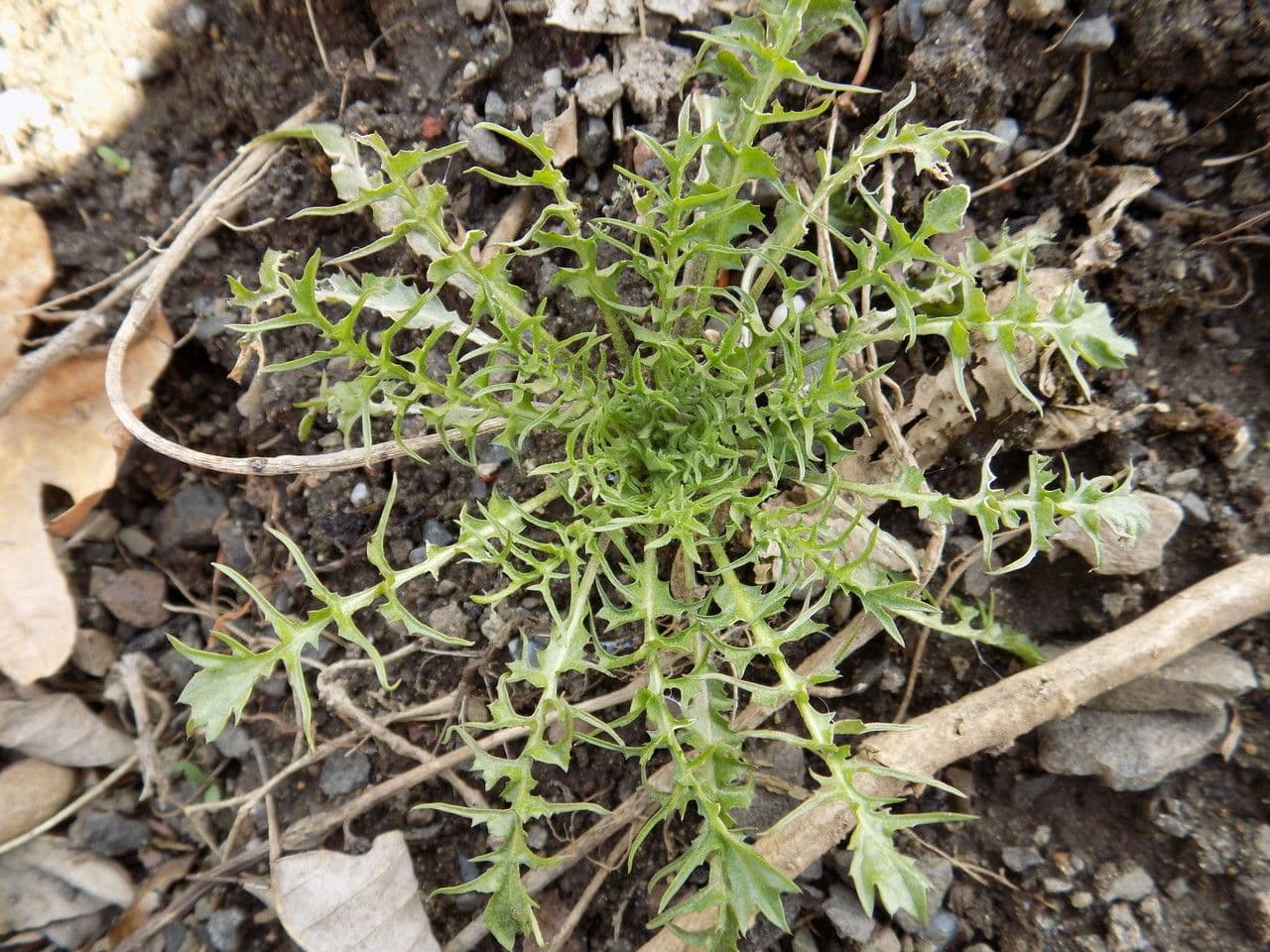 Erba cornacchia altissima 14