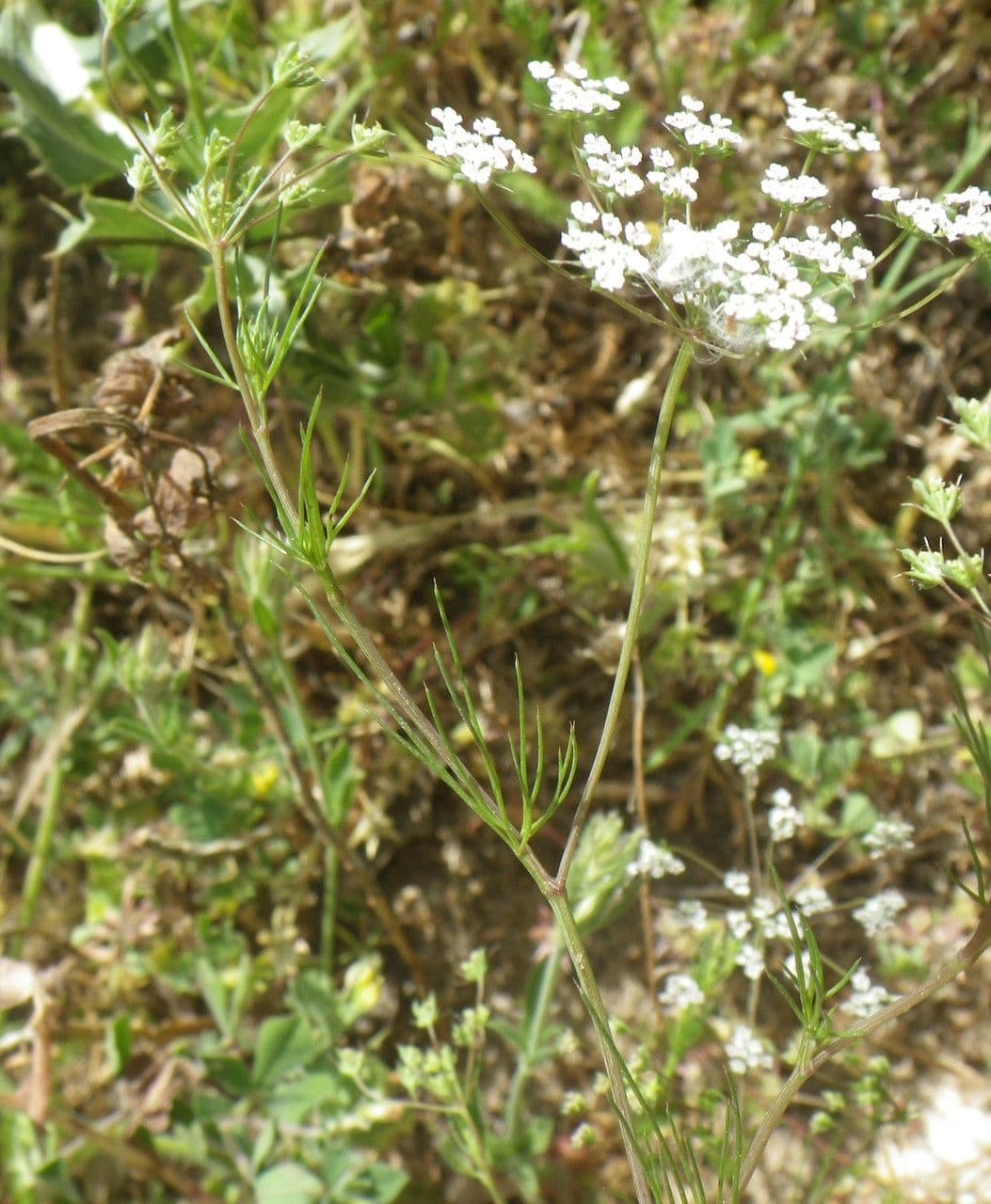 Ammoides pusilla 9