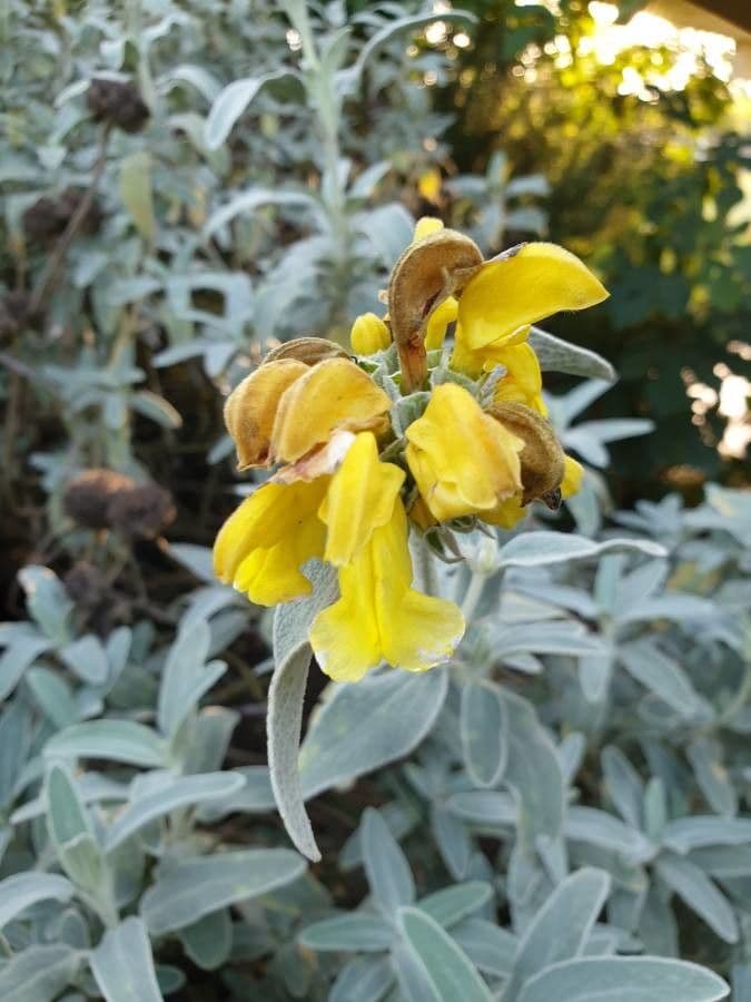 Phlomis 4