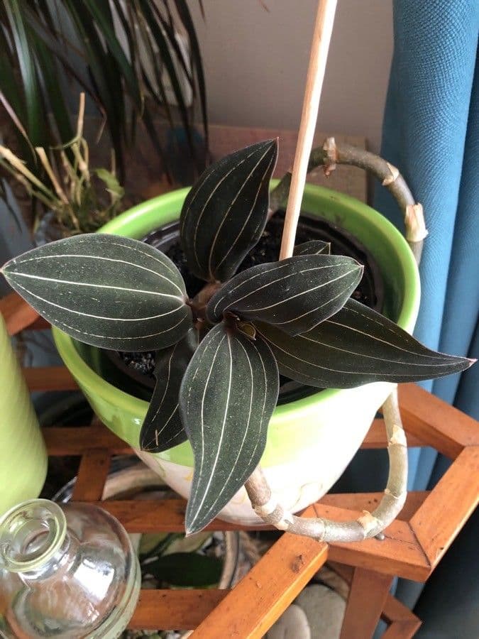 Schmuckorchidee 7