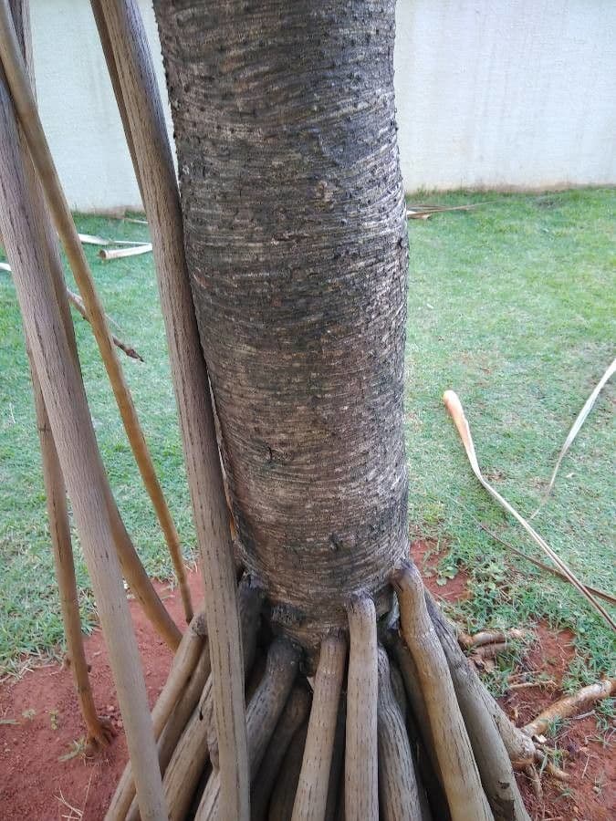 Pandanus tectorius 25