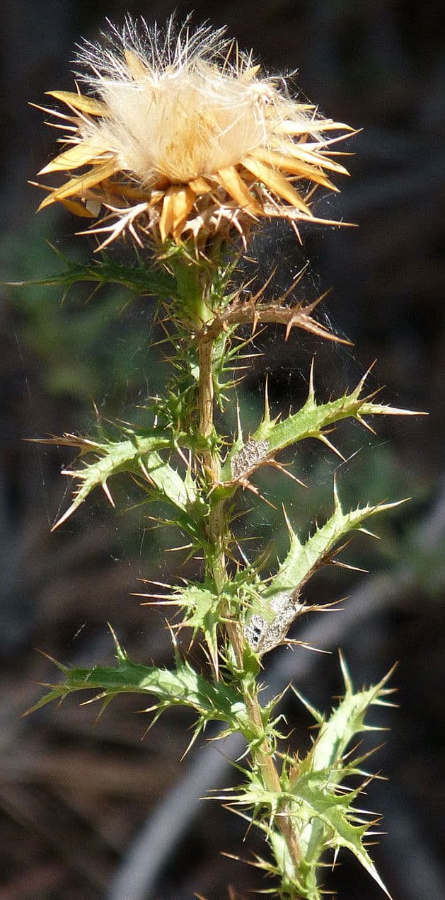 Carlina corimbosa 24