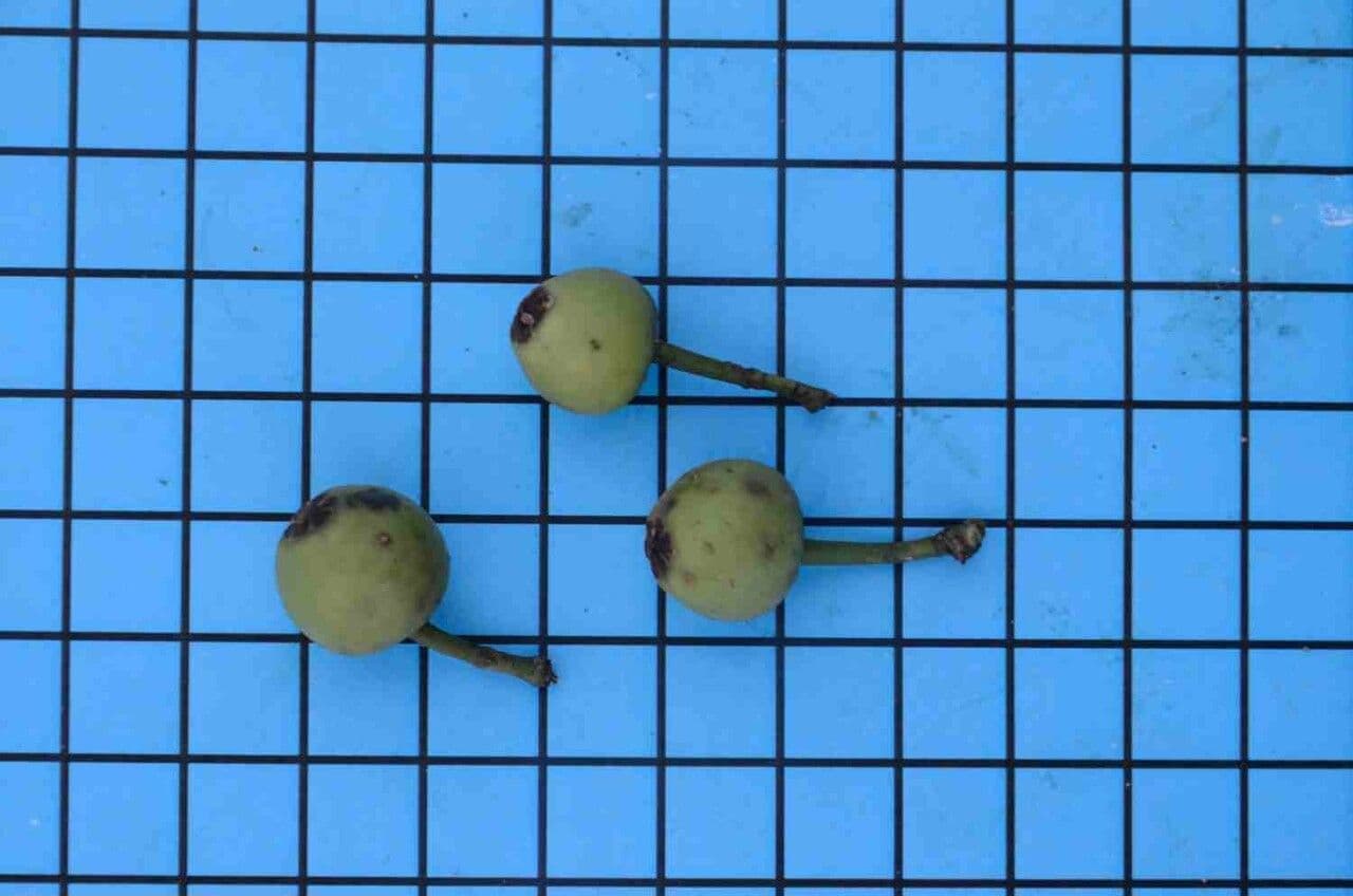 Schneeballen 5