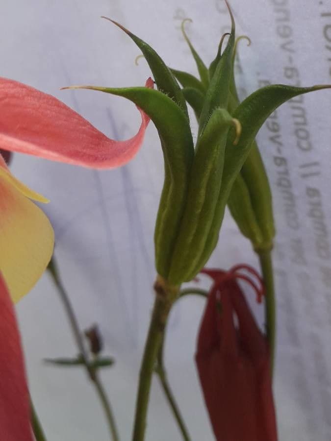 Aquilegia comune 5