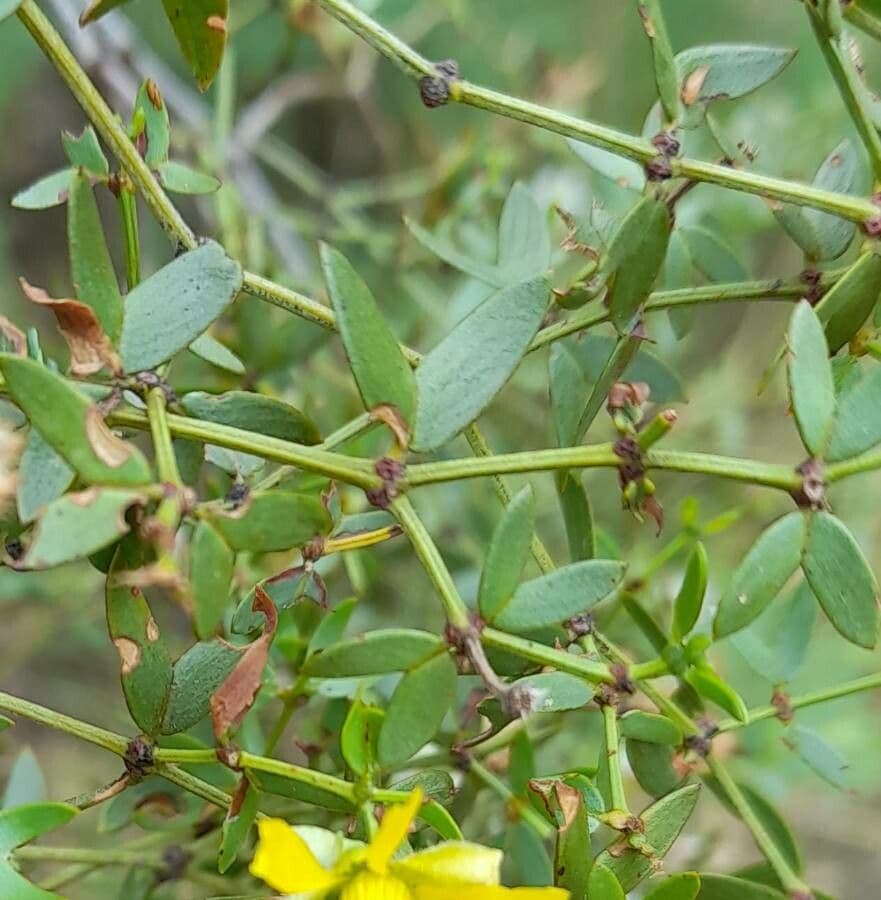 Buisson de créosote 12