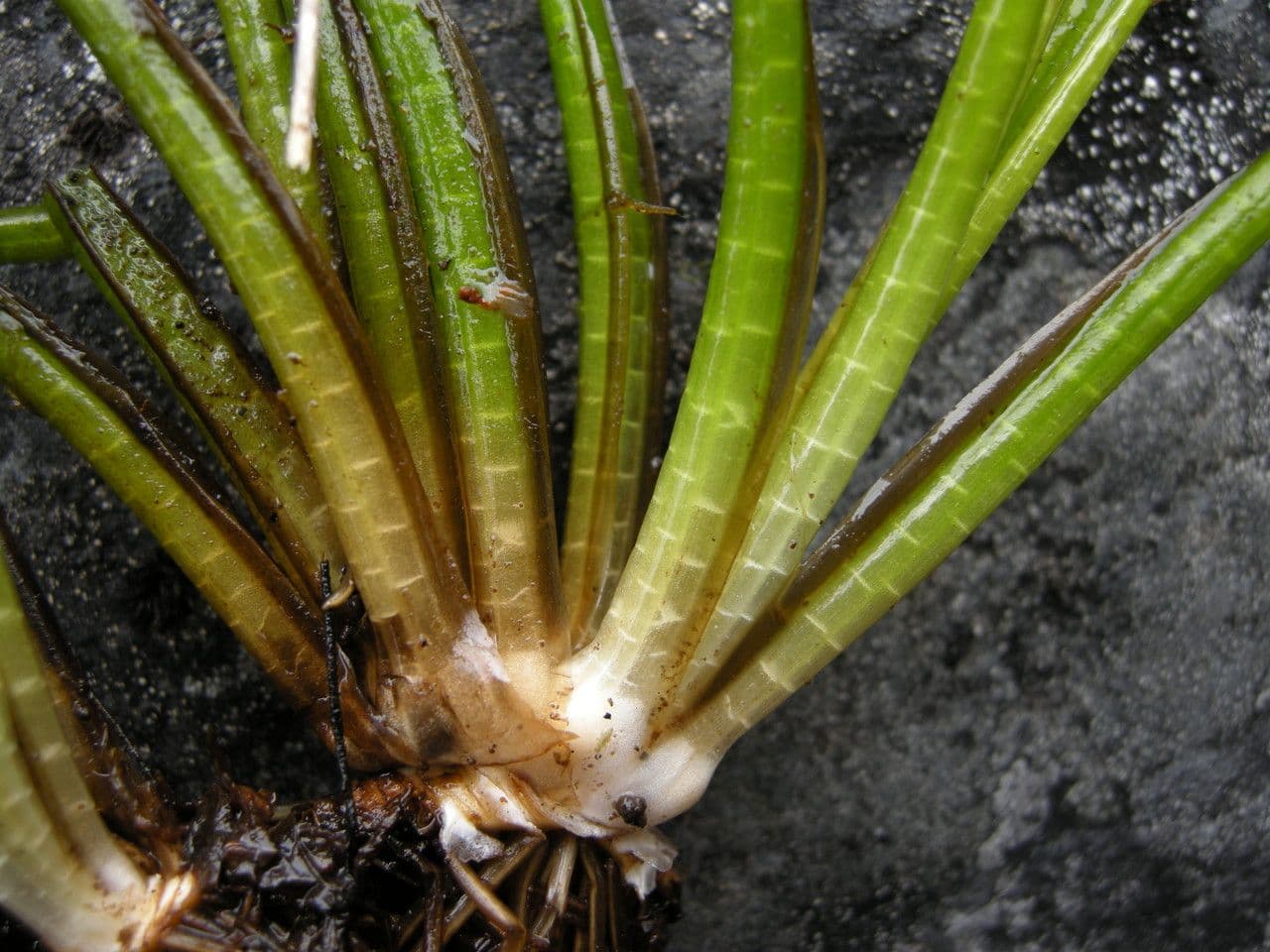 Isoetes