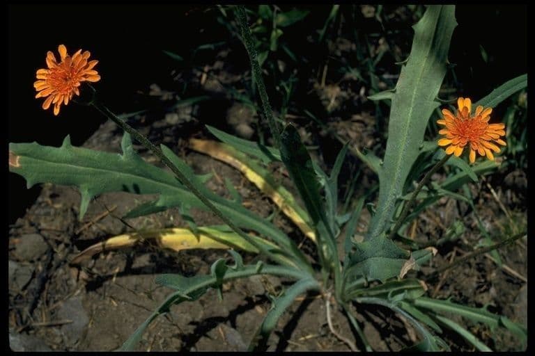 Orangefarbige Schafgarbe 9