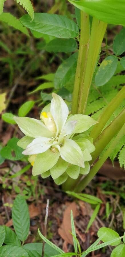 Curcuma 6