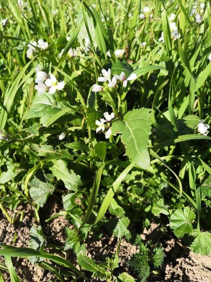 Rucola selvatica 26