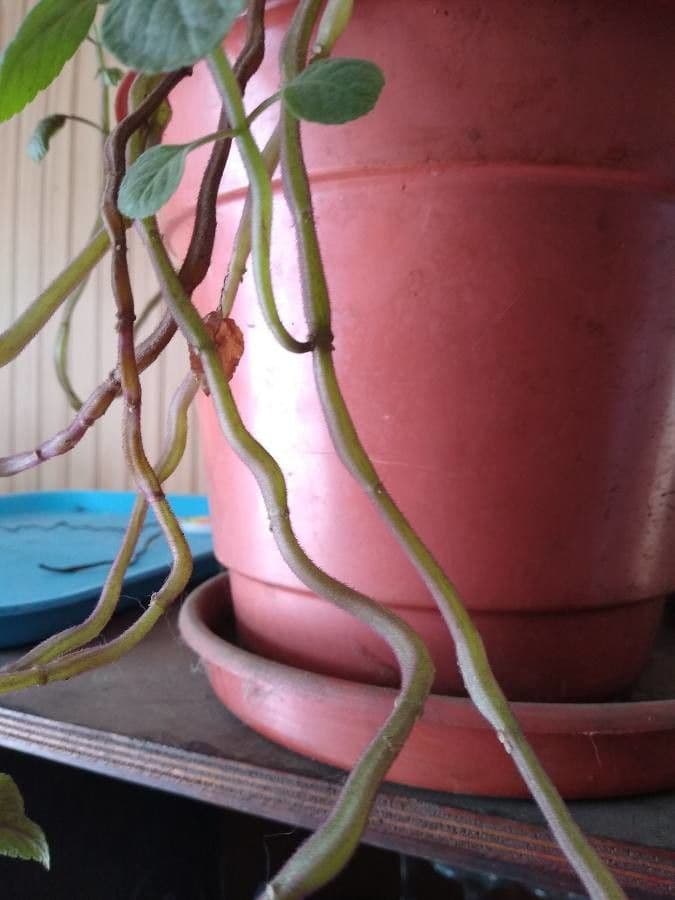 Plectranthus 16