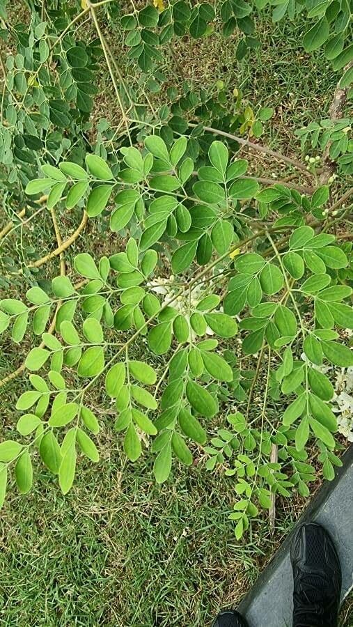 Moringa 16
