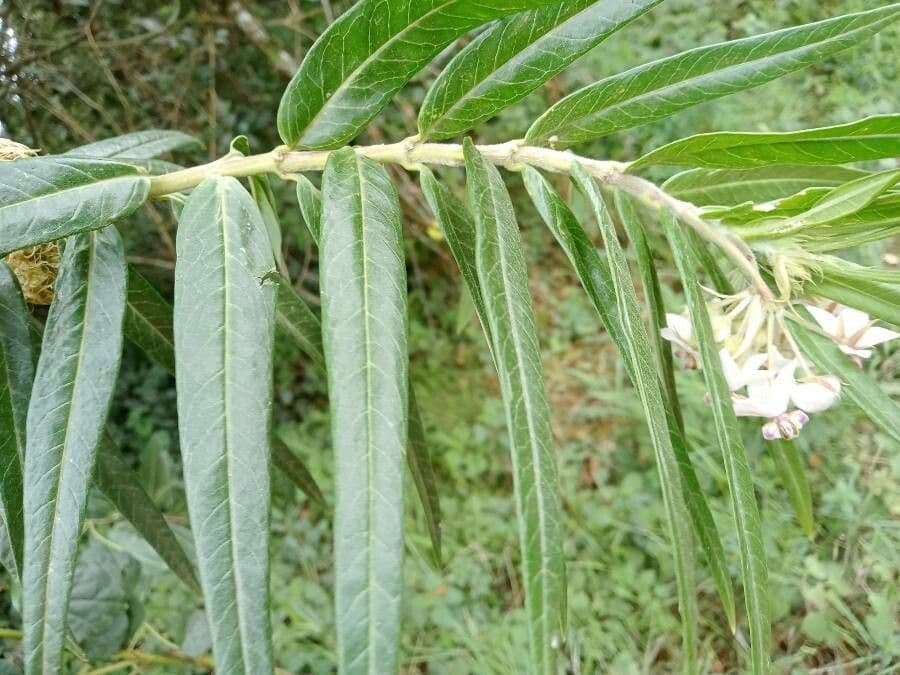 Gomphocarpus 20