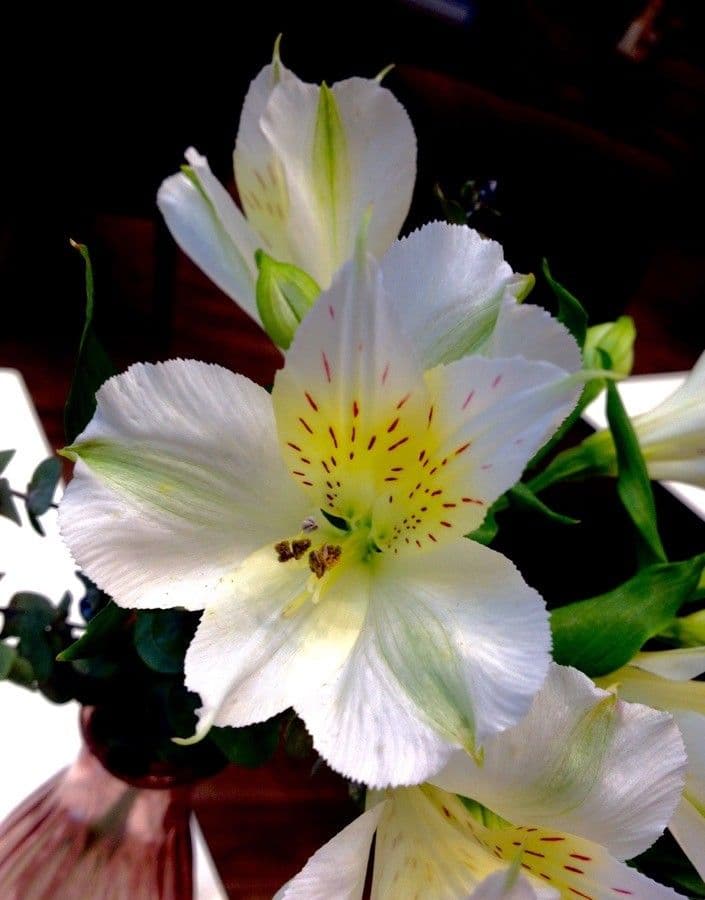 Alstroemeria aurea 30