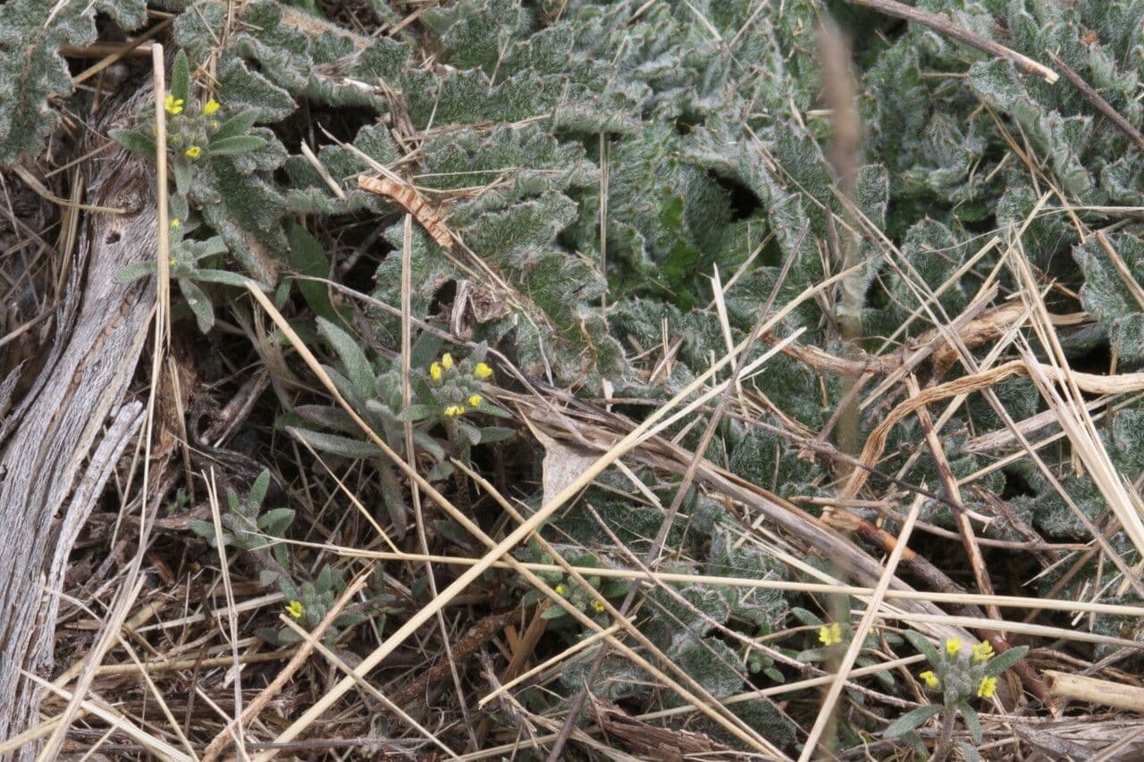 Alyssum minutum 17