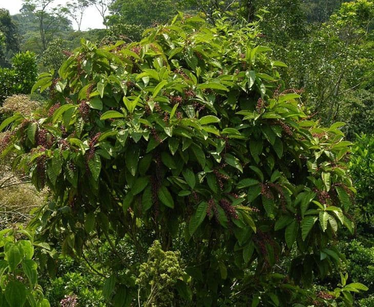 Miconia a tre nervature 3