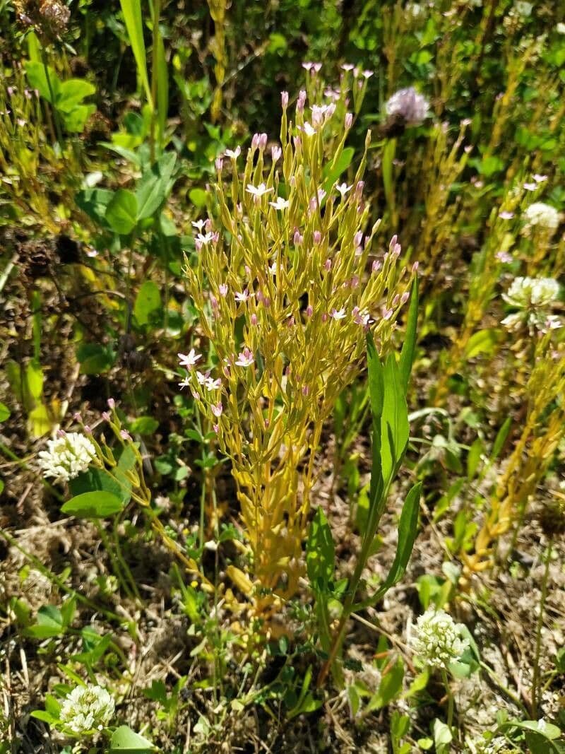 Centaurella tenuiflora 12