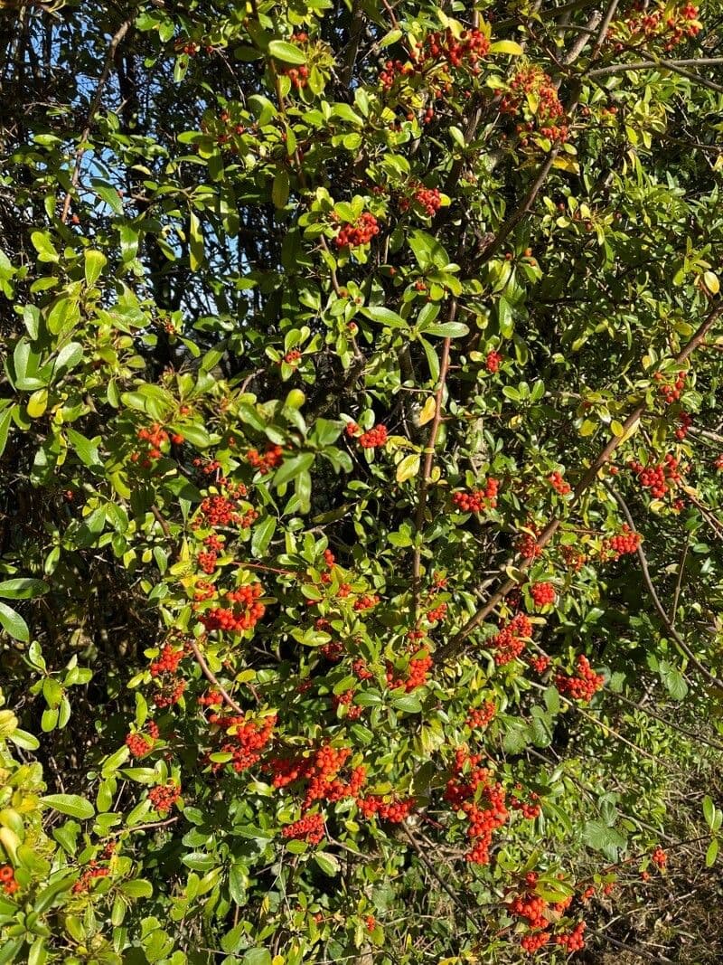 Pyracantha de Koidzumi 16