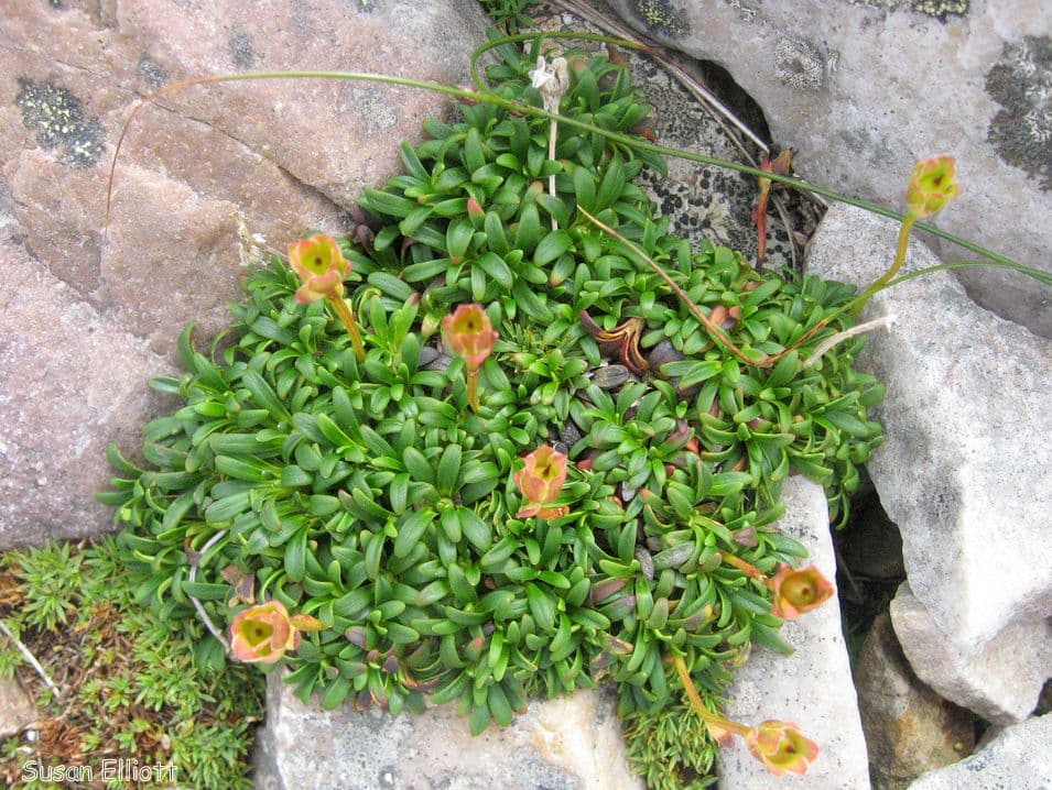 Diapensia lapponica 6
