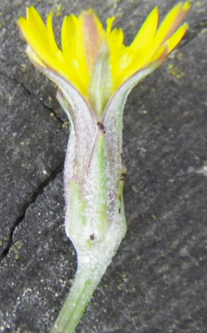 Kleinblütige Schwarzwurzel 2