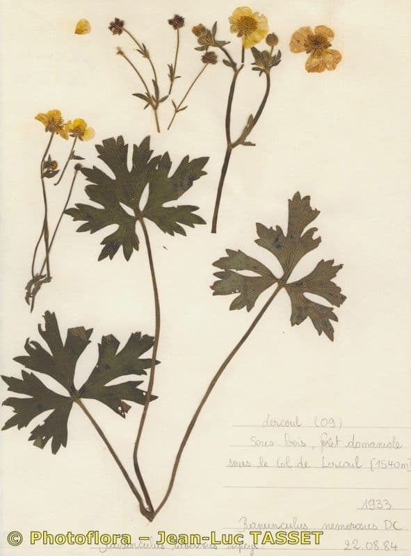 Ranunculus 6