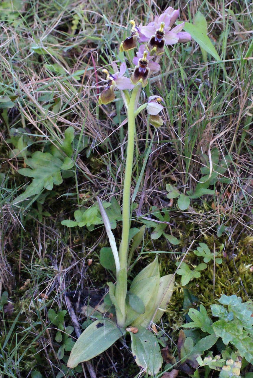 Ophrys tenthredinifera 7