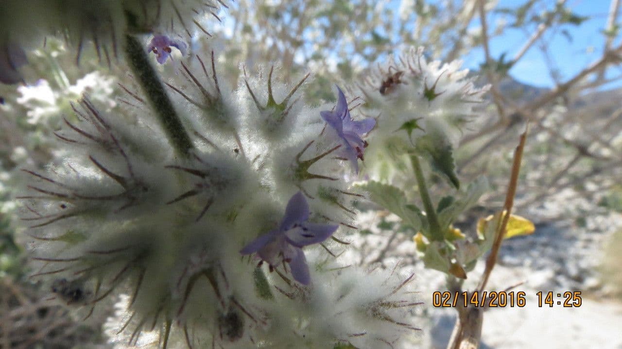 Lavanda del deserto 11