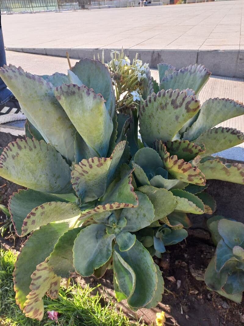 Kalanchoe 23