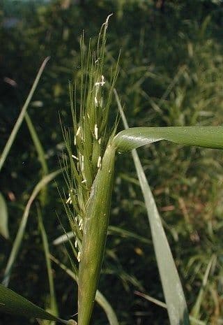Elymus virginicus 7
