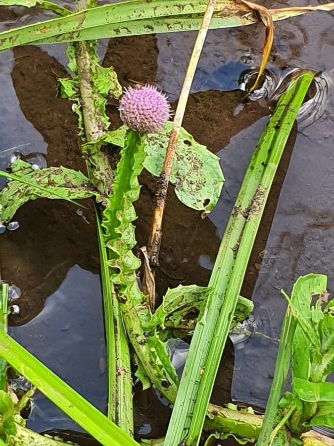 Sphaeranthus suaveolens