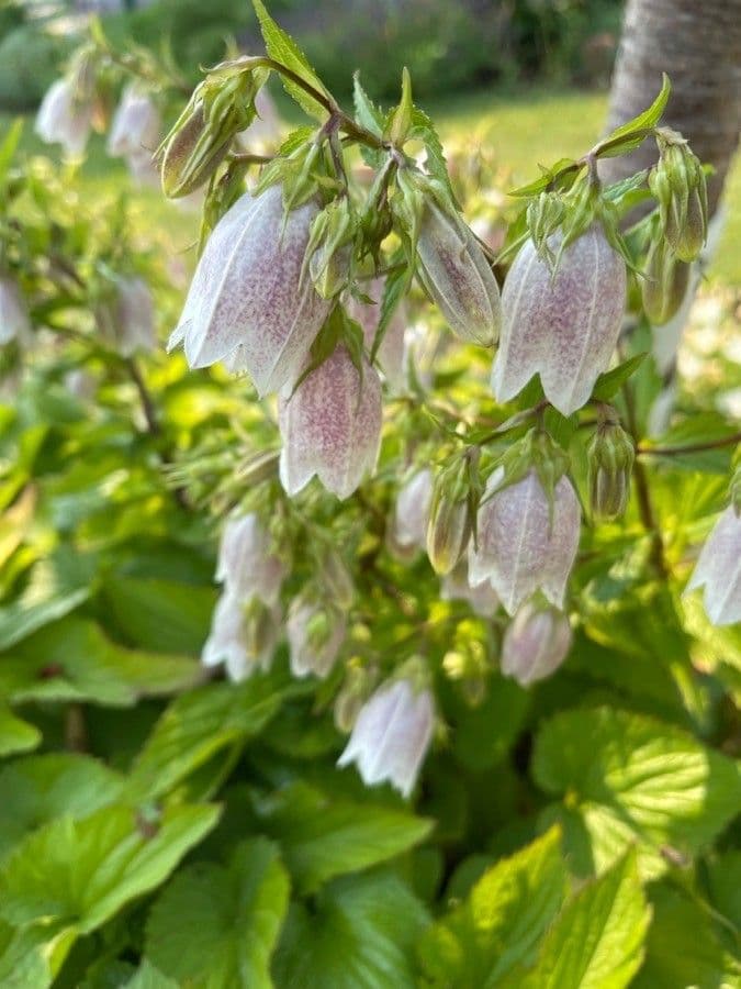 Campanula puntata 3