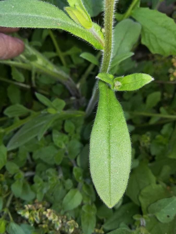 Miosotide siciliana 13