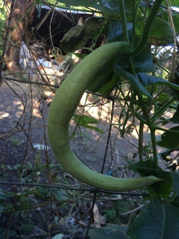 Zucca annuale 5