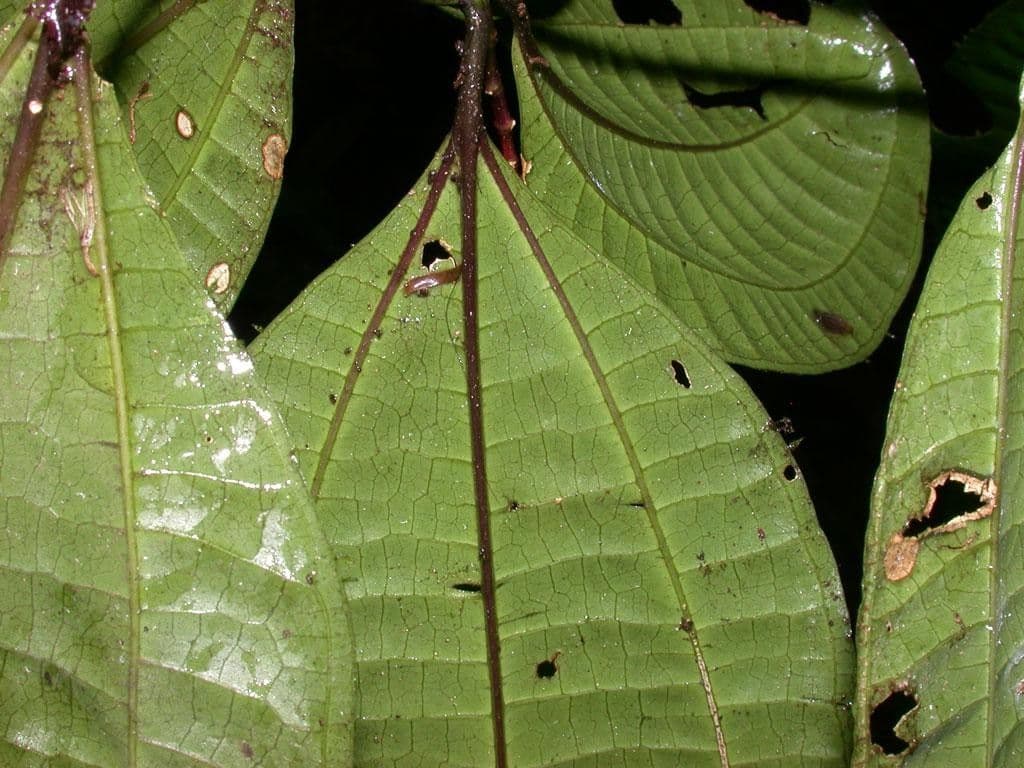 Miconia 16