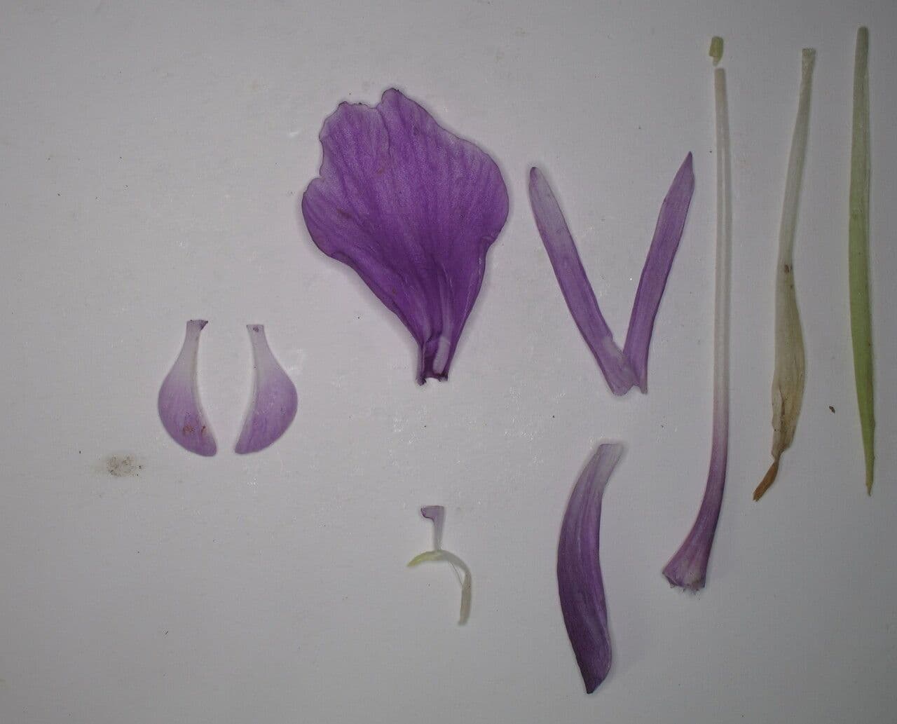 Roscoea 16