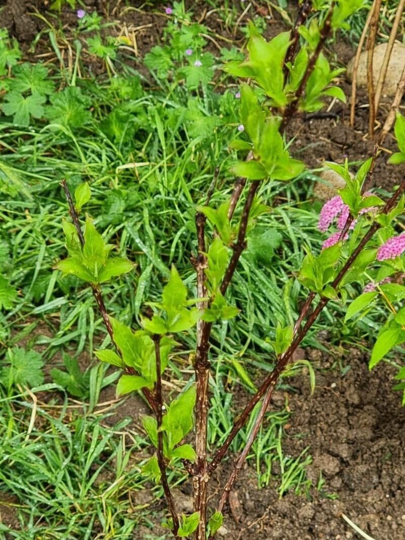 Weigela Japonesa 3