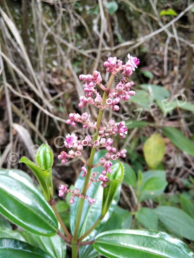 Miconia 6