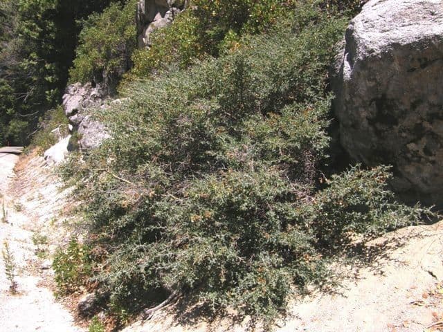 Ceanoto cordato 12
