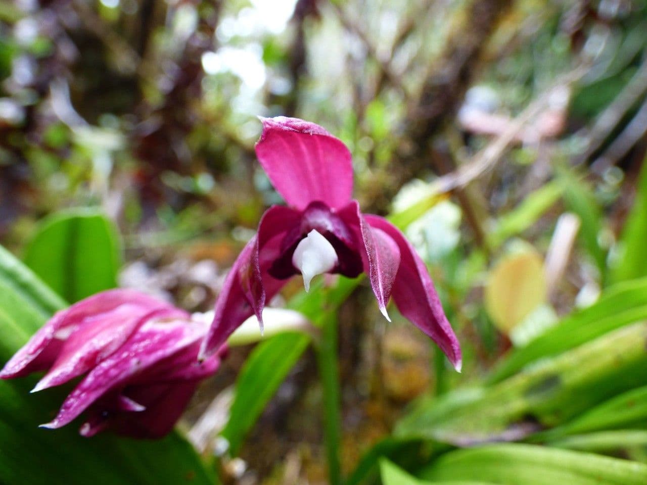 Schöner Phaius 6