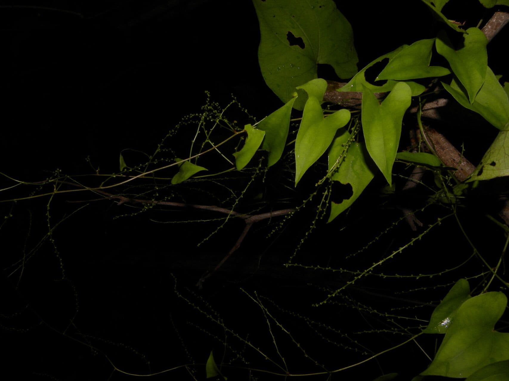 Ignami 3