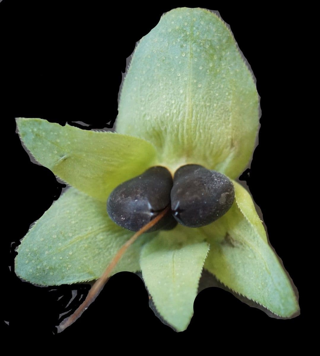 Cerinthe liscia 3