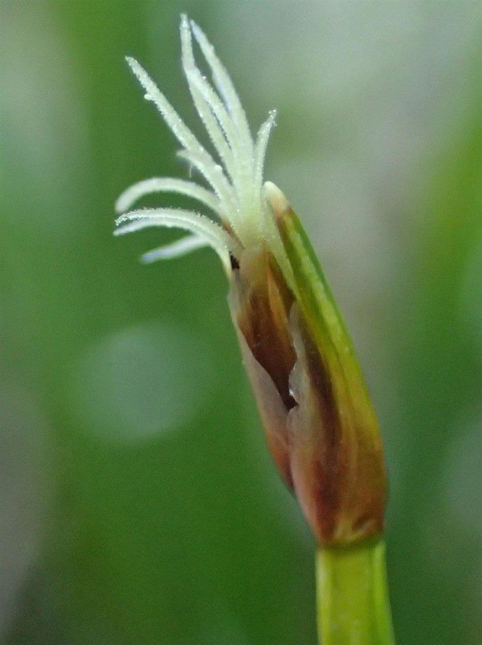 Rasenbinse 9