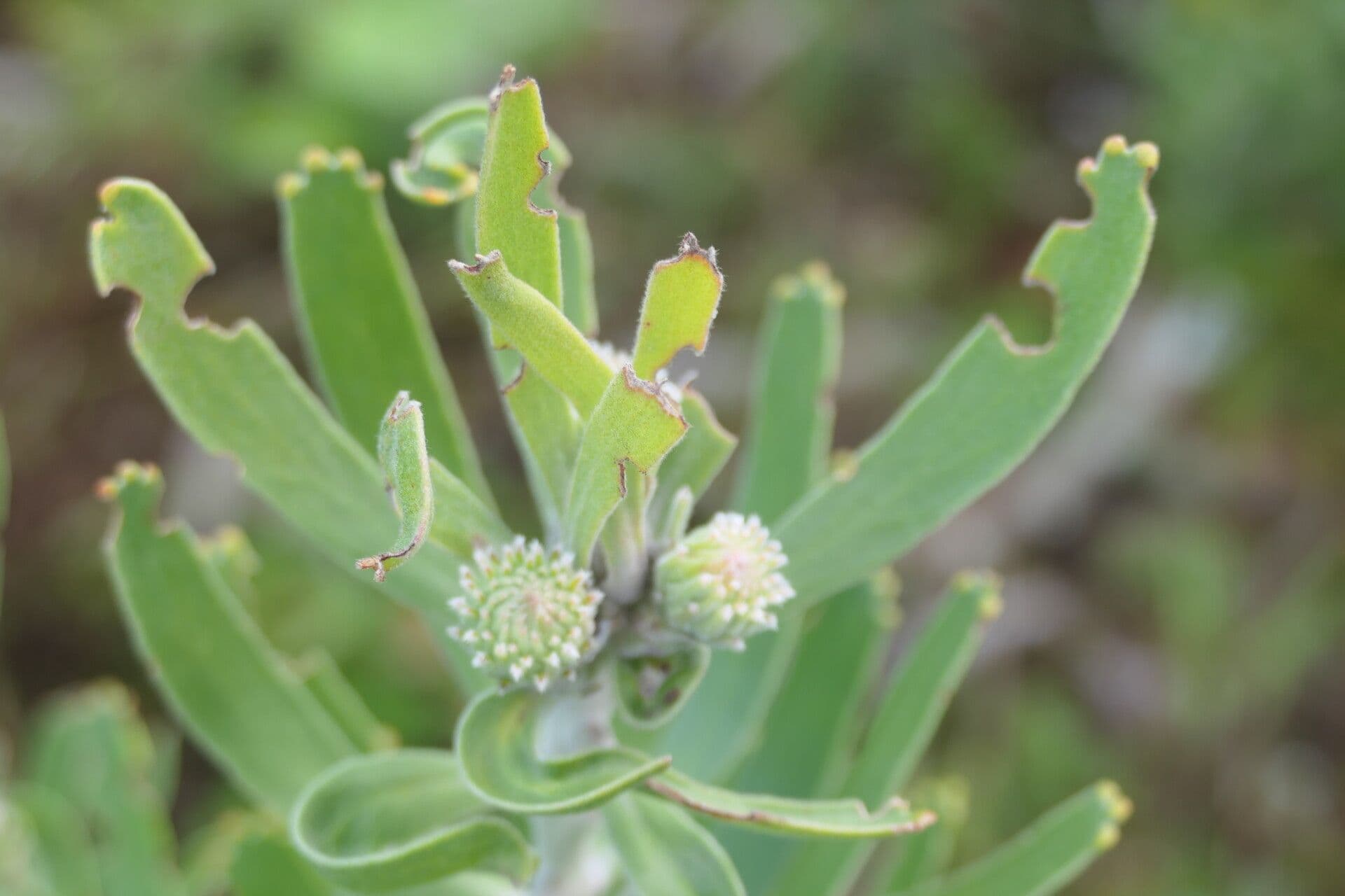 Leucospermum 10