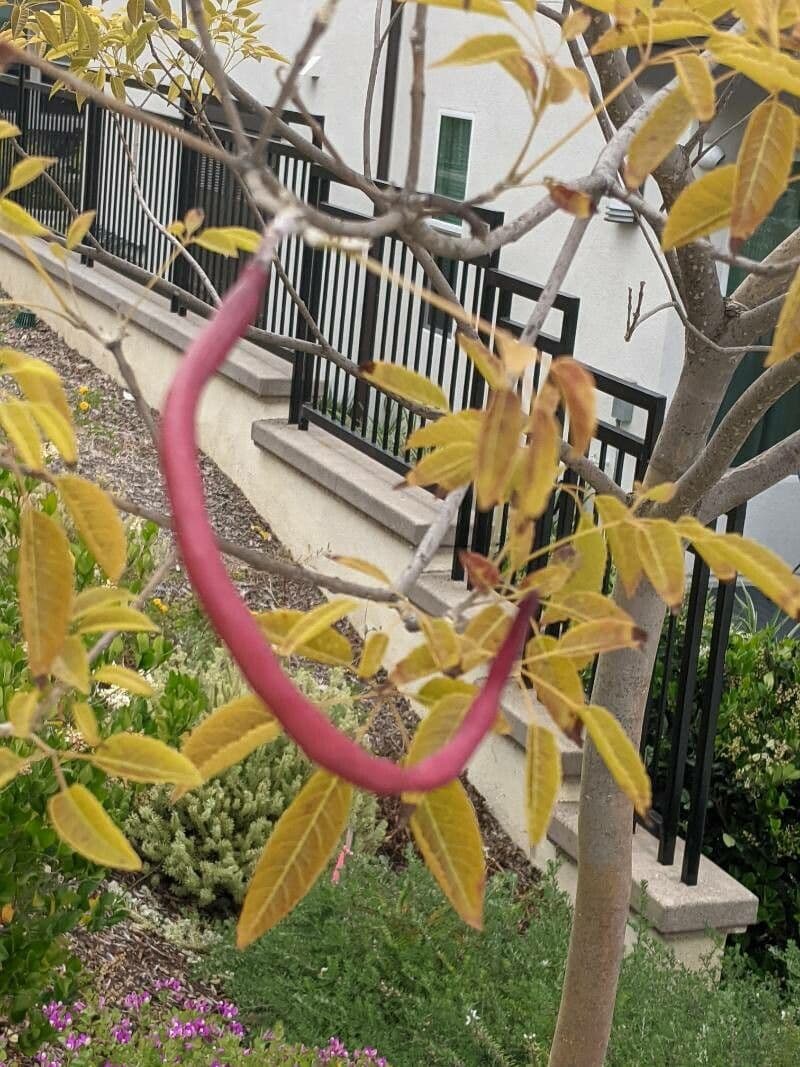 Tabebuia 3