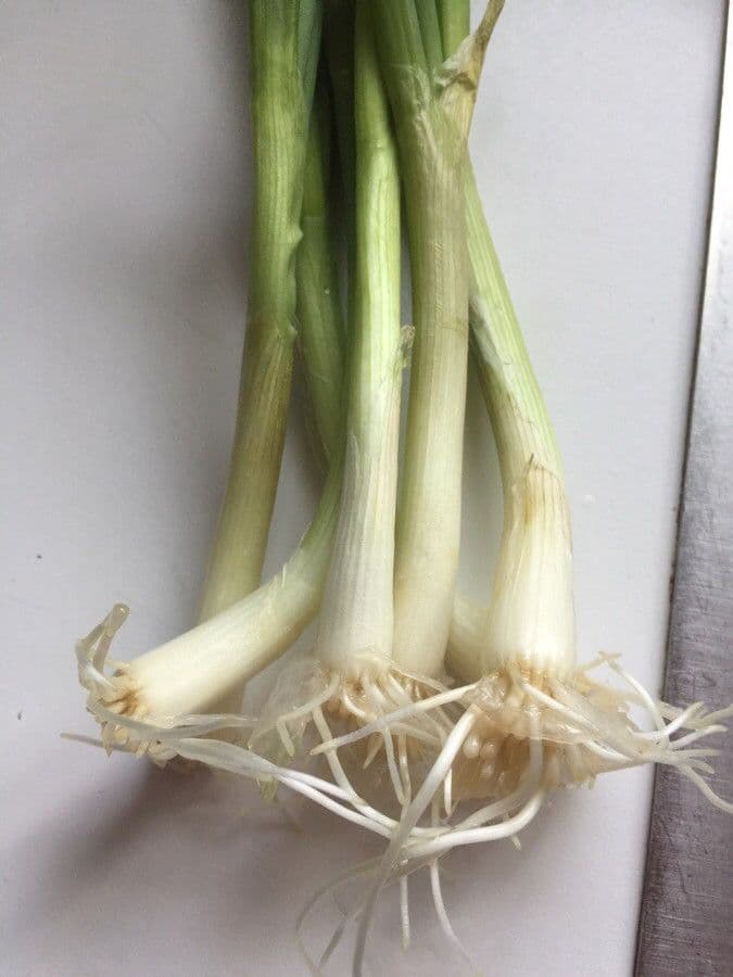 Cebula dymka 20