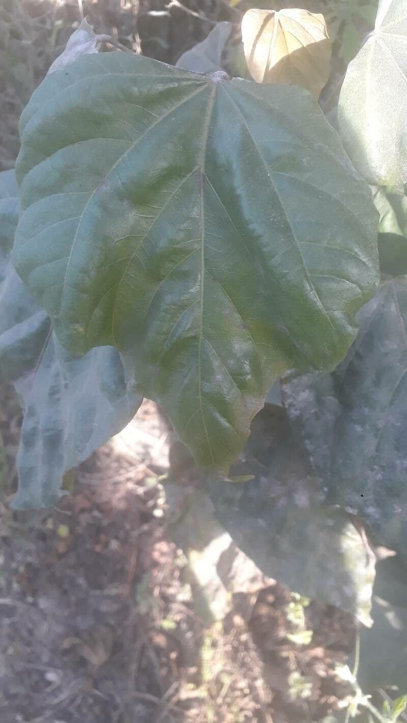 Achiote 18