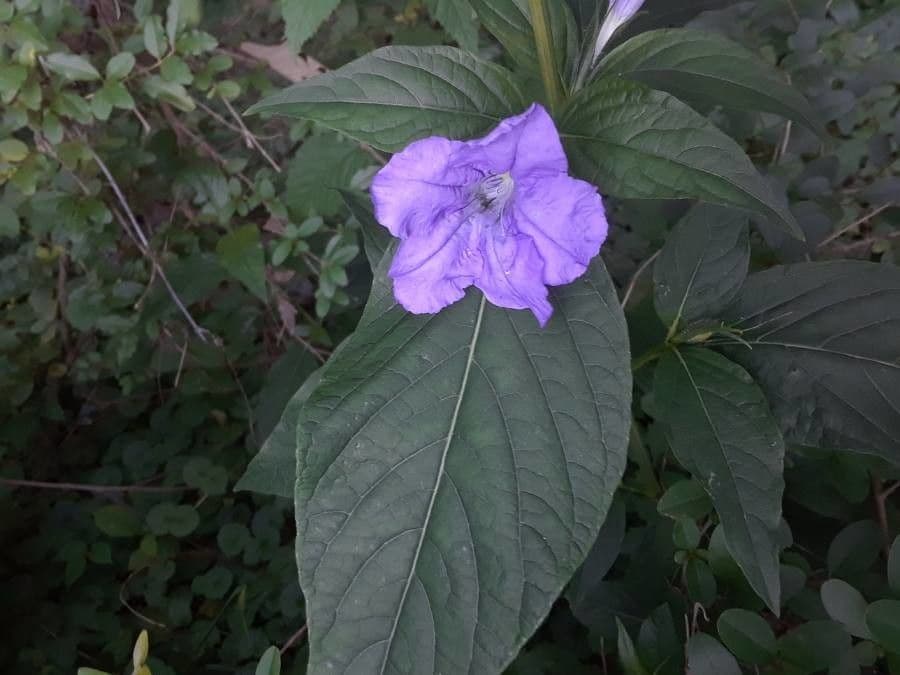 Ruellia
