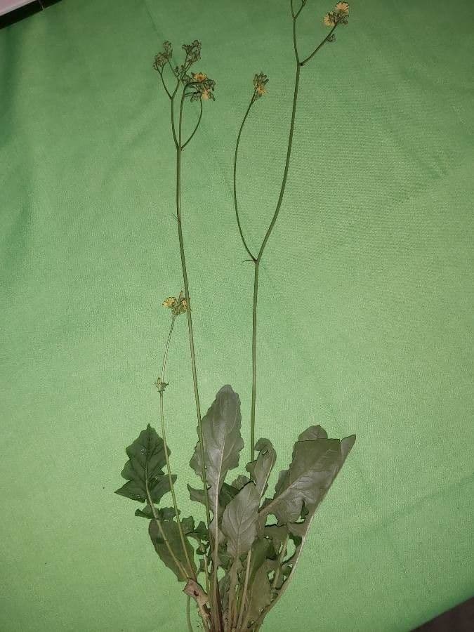 Youngia giapponese 12