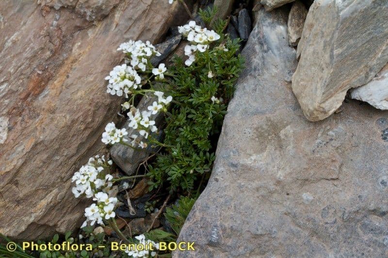 Iberidella alpina 21